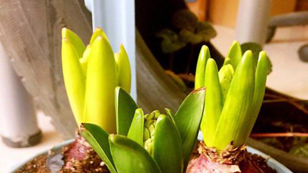 风信子轮作策略，冬季休眠期，咖啡厅装饰元素，增添温馨氛围