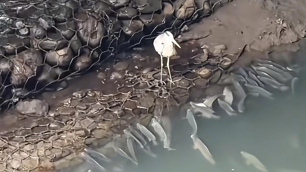 白鹭也有选择焦虑？鱼群在脚边却不敢吃，这背后藏着一场生态困局