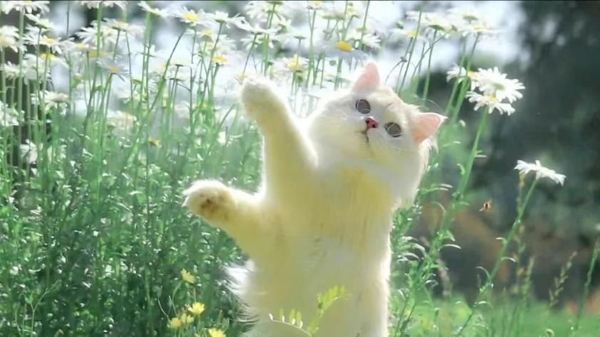 人生的本质，是一个人默默承受；不要对别人心存太多期待。你撕心裂肺的痛，在别人眼中，不过是掸掉的一粒尘