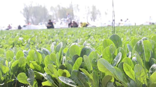 种植蔬菜需记住，这几种蔬菜不能用尿素肥，到时候后悔就晚了