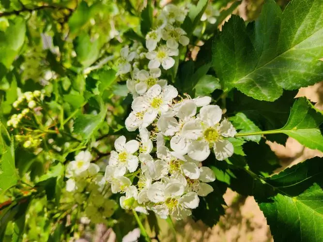奥陶纪的山楂花