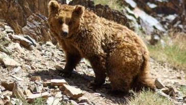 新疆首次发现戈壁熊，宁愿待在羊群里，也不喜欢与同伴一起觅食