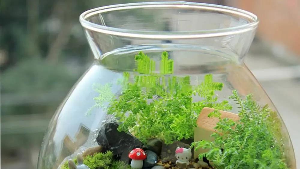 春雨过后，“苔藓”疯长，挖一块养在家里，文雅又别致！