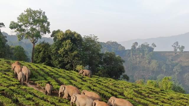 如果我是一头大象