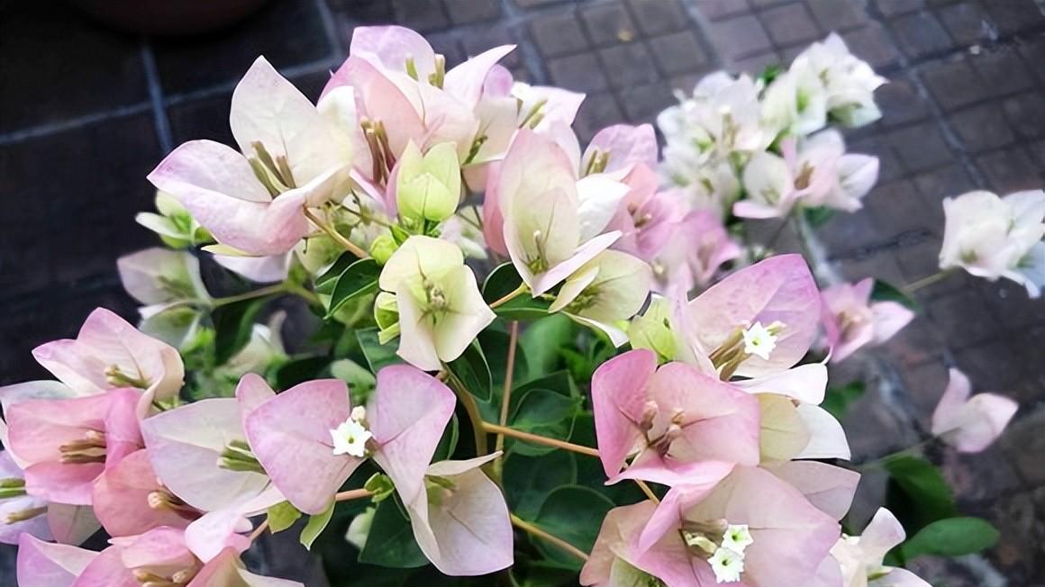 三角梅开花有诀窍：干点、晒晒，花就爆了！