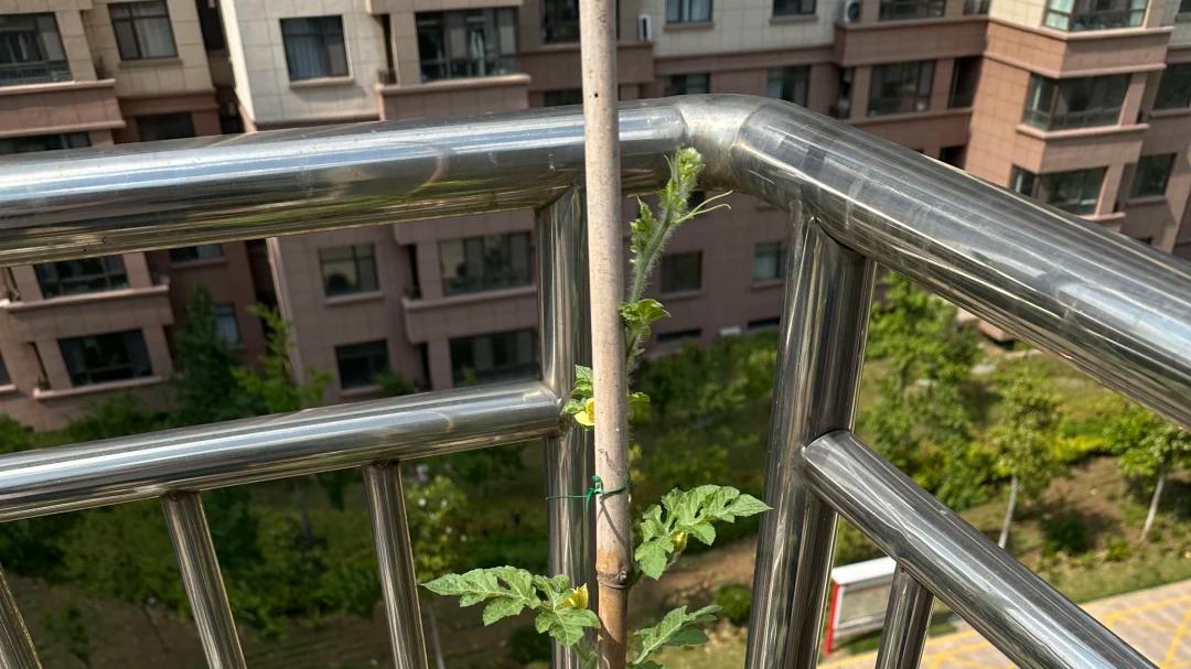 徐州一大叔火了，离家3个月，院里竟长出大西瓜，那叫一个壮观！