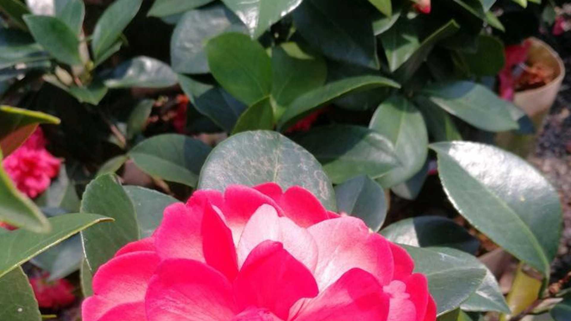 茶花根腐预防，松针发酵工艺，苏式园林应用，PH值调节标准