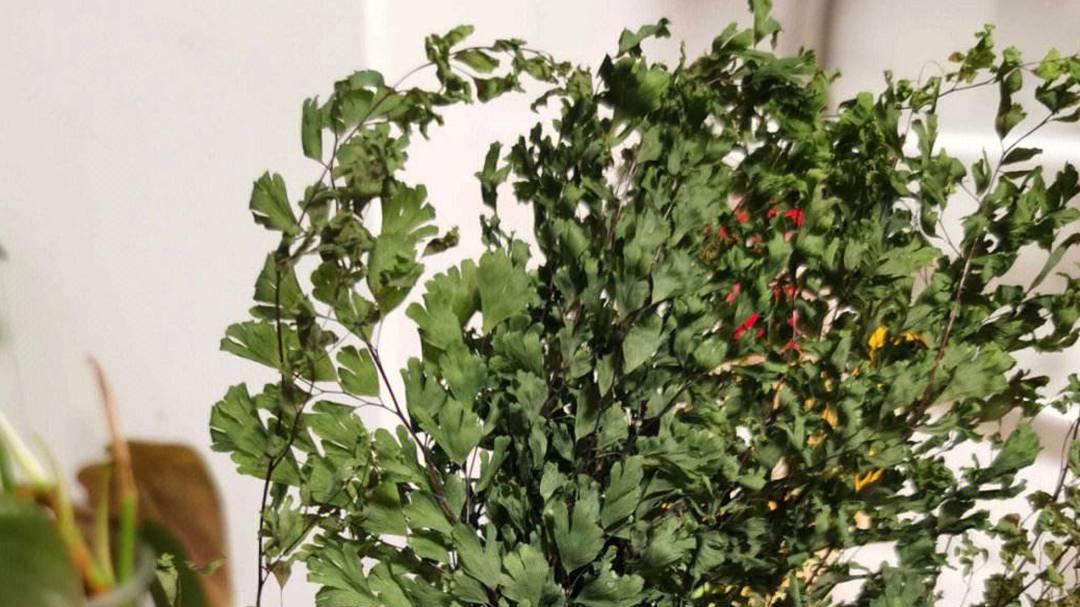 铁线蕨养护技巧，北方冬季加湿方法，绿植焦边修复要及时