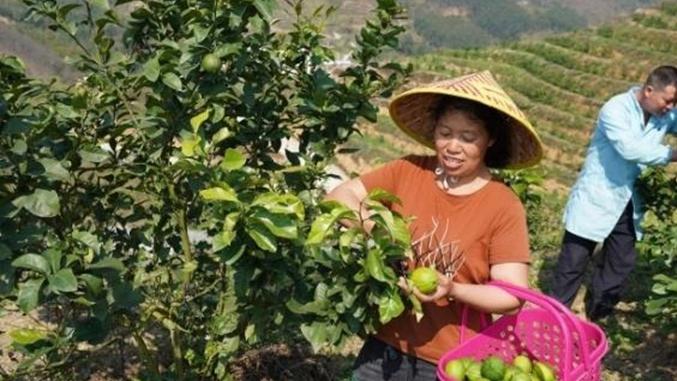 黏土地青柠根系生长受限，砂土混合改良效果观察，恒湿冷库栽培管理记录