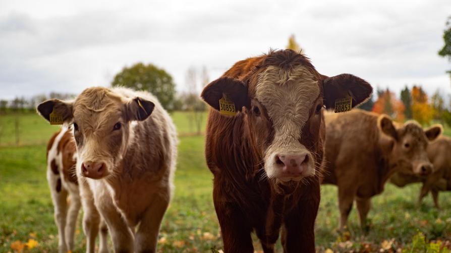 8 个指标记牢！乳制品排污不踩雷