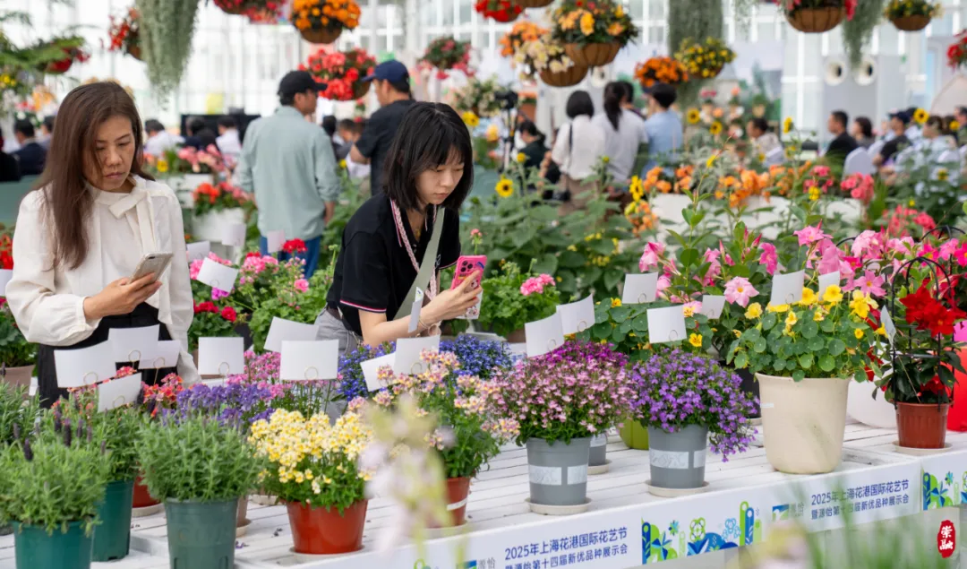 千余款花卉联袂在崇明登场，4月12日起面向公众开放