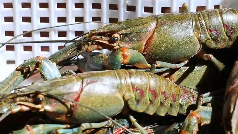 《水质的硬度对龙虾生长发育很关键，如何合理调节水质硬度》