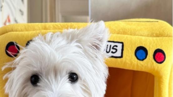 狗粮品牌哪个好？西高地吃什么狗粮才能合适，优质狗粮大盘点