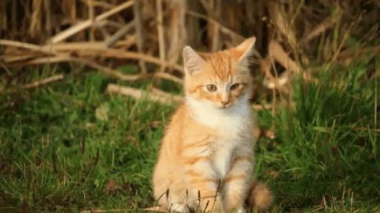 希喂VS范罗士宠物空气净化器哪个牌子好？3个维度测评！