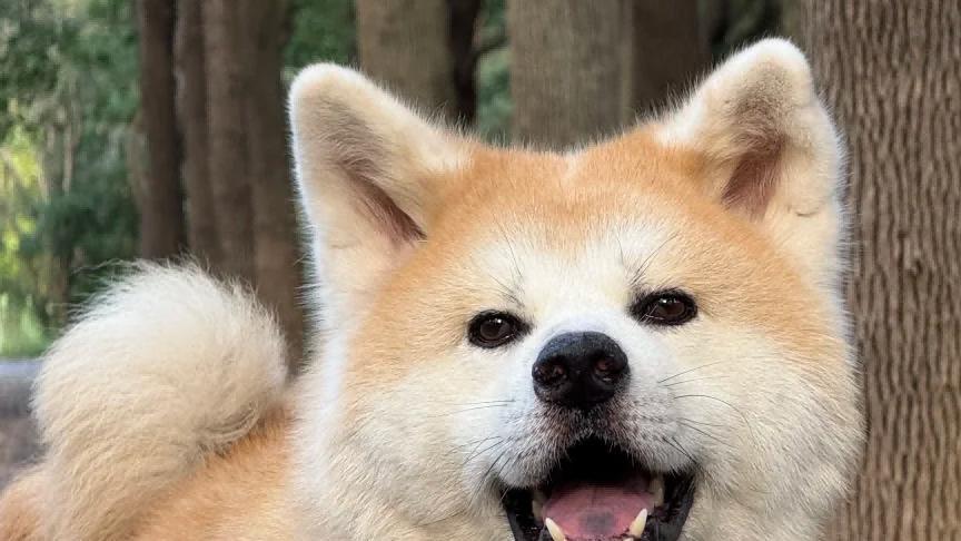 狗粮牌子哪个好吃还便宜？狗粮品牌十大排行榜揭秘！你买对没