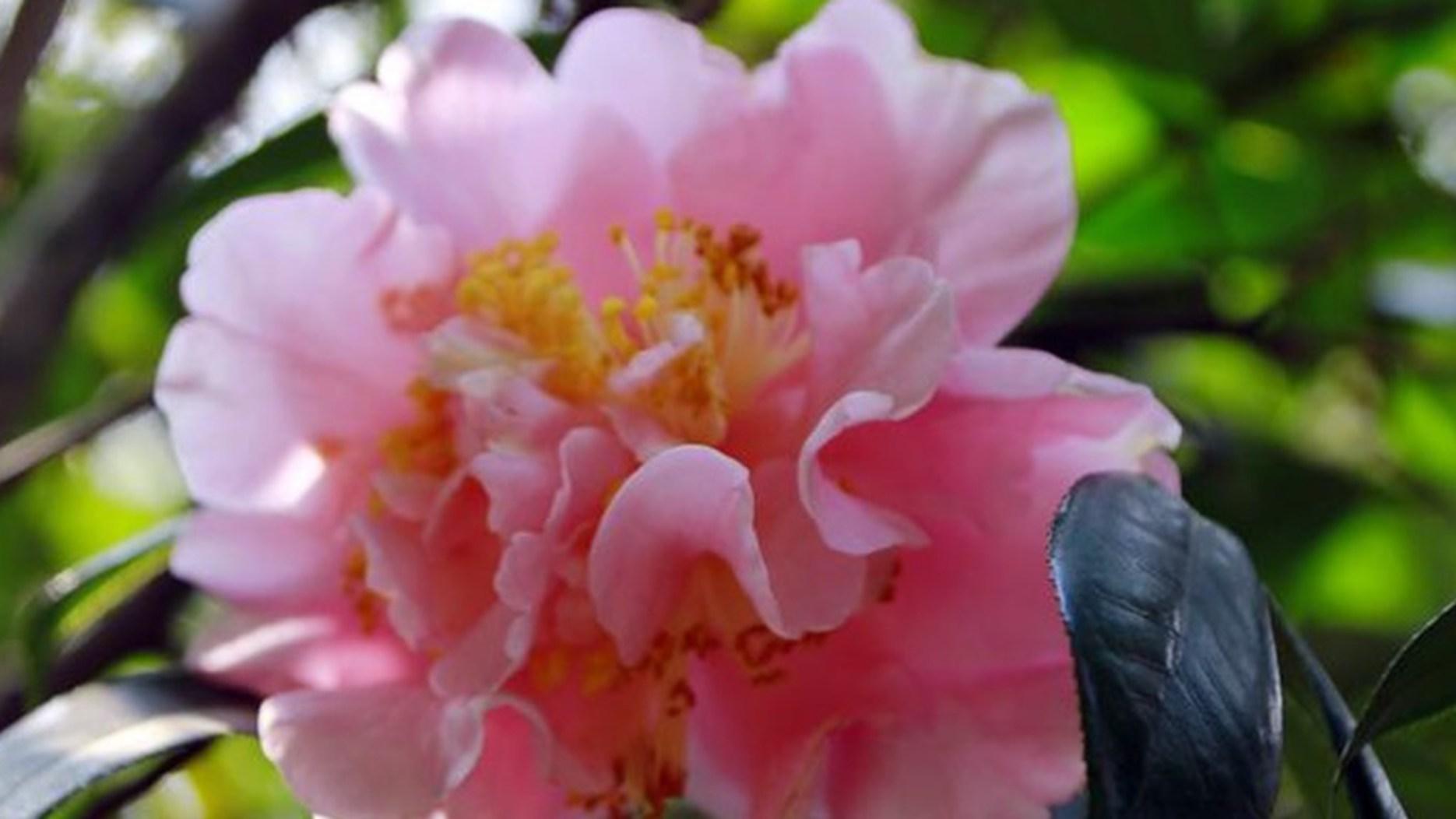 茶花古树移栽，三年复壮计划，景区保护项目，土球保留标准