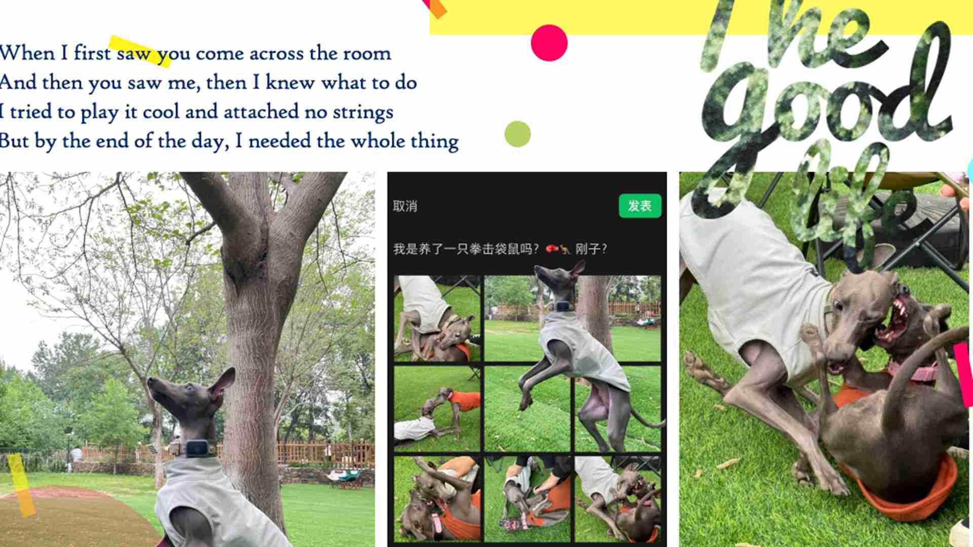 灵缇犬肌肉按摩，赛后放松手法，乳酸代谢监测，恢复指标量化