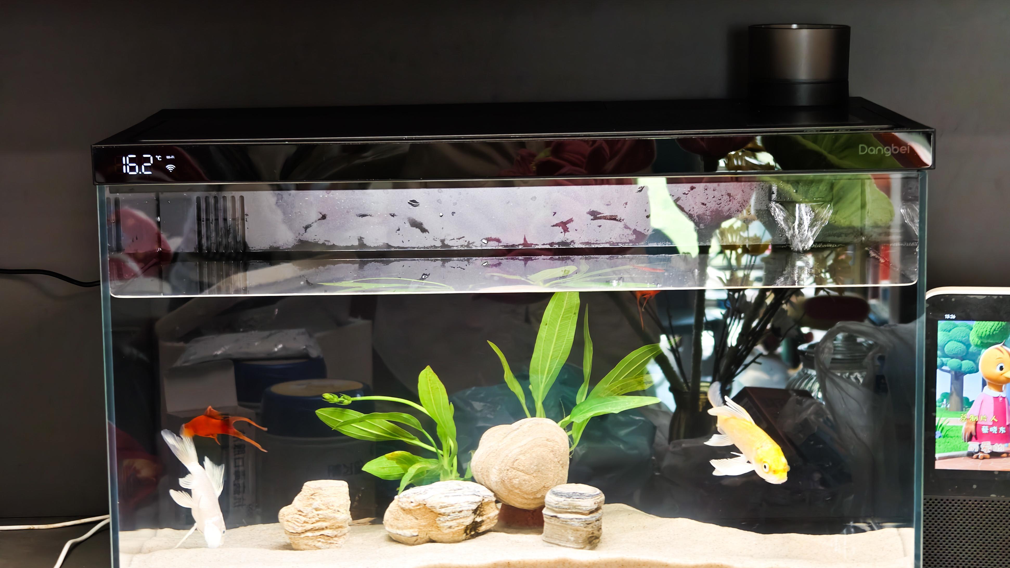 当懒人遇上当贝鱼缸1Ultra：这不就是养鱼的最佳解决方案吗