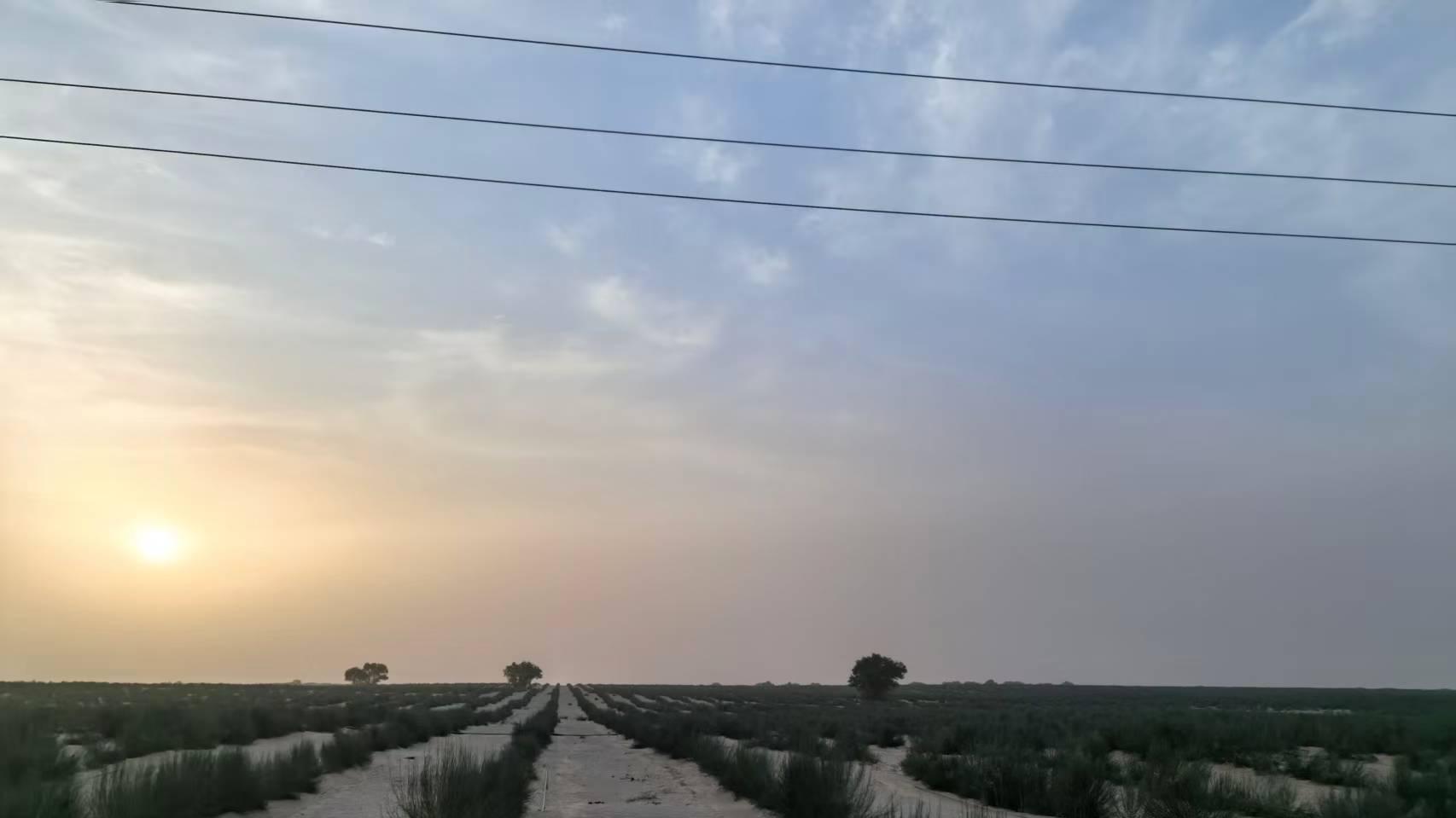 和田“开挂”了！甲木沙肉苁蓉的天然养成秘籍