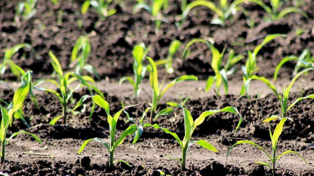 北疆玉米苗期常见四大问题及应对策略