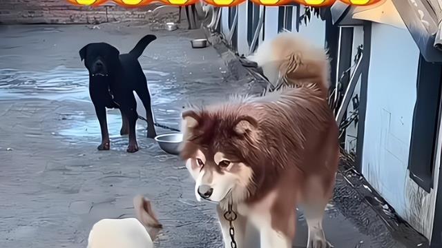 陈乔恩再为艾特发声粉丝暴涨网友呼吁她收养乐乐等恶狗期待回应