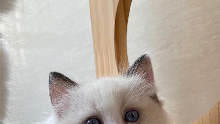 布偶猫颜值这么高，会有缺点吗？看完你就明白了