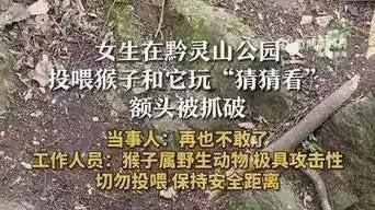 女子投喂时戏耍野猴额头被抓破，被猴子咬了怎么办，谁来赔？