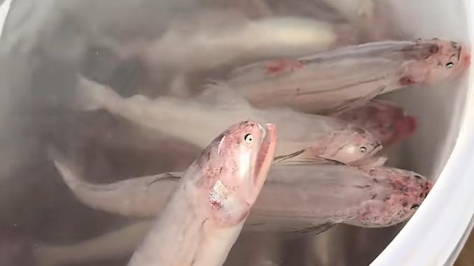 活的“豆腐鱼”你见过吗？男子晒一桶龙头鱼，网友惊呼头回见！ 肉嫩到入口即化！被称“最软鱼”的龙头鱼