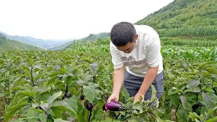 立秋后，想知道如何让露地茄子和辣椒再次丰收吗？