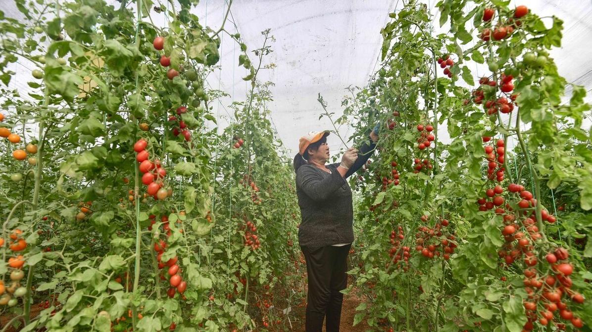 小苏打在种植养殖中的妙用：增产防病害全攻略