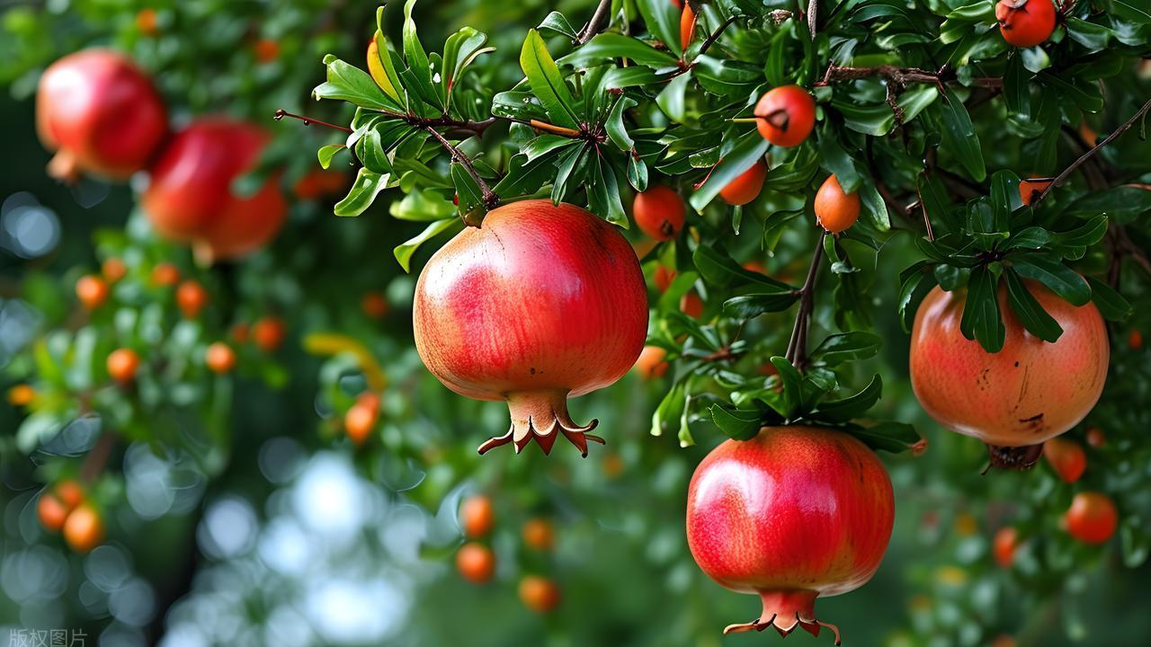 “家里富不富，但看门前树” ，大门两边栽什么树好