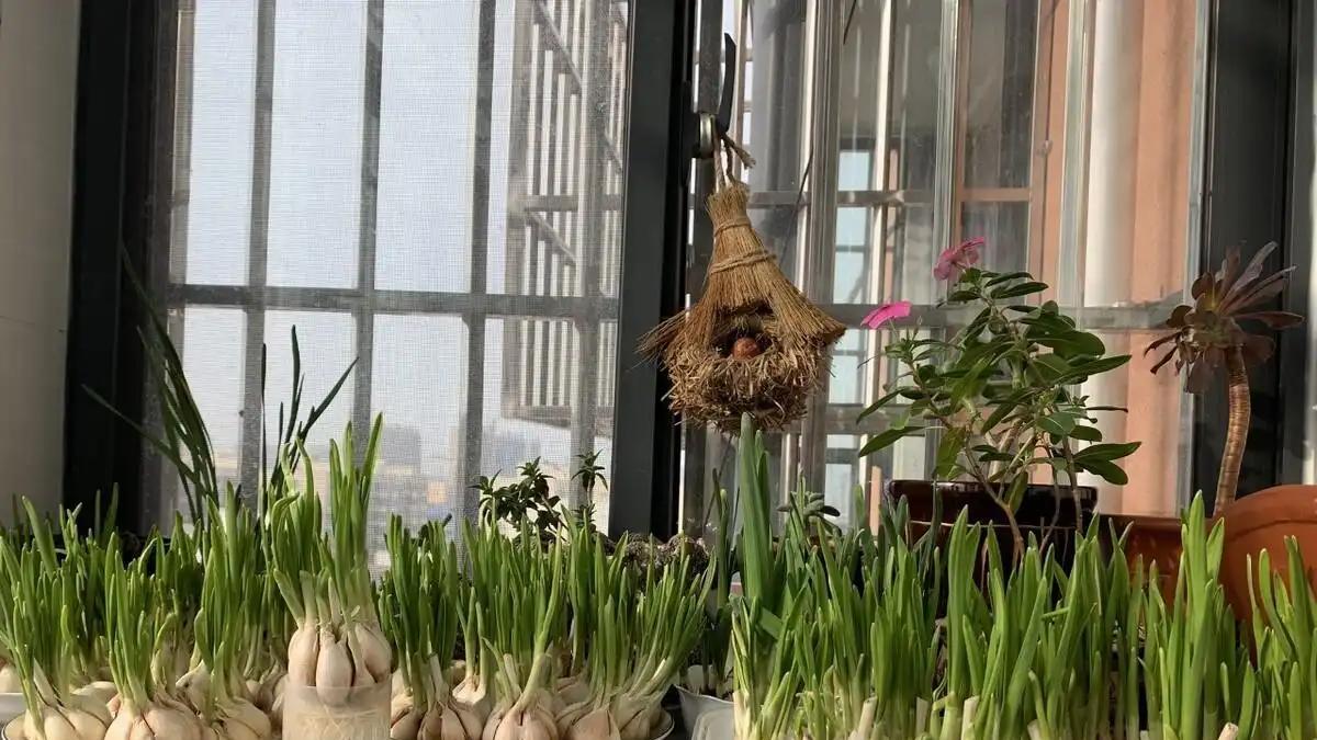 阳台、楼顶、庭院种植指南：五种简单易种且不易生虫的蔬菜推荐