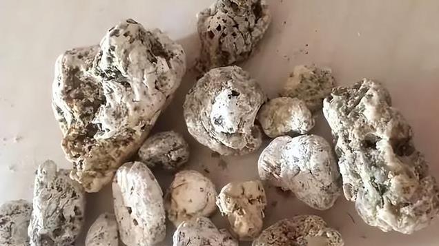 比黄金还贵的动物粪便？一斤价值上百万元，捡到一坨就成富翁了