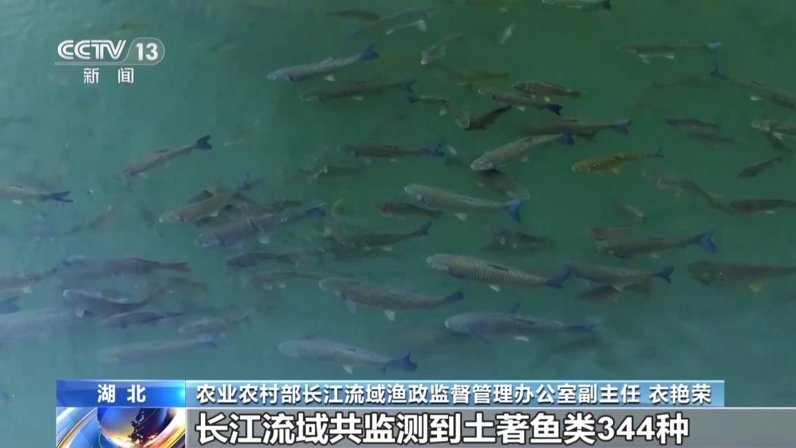 农业农村部：长江禁渔取得阶段性成效 水生生物多样性持续恢复