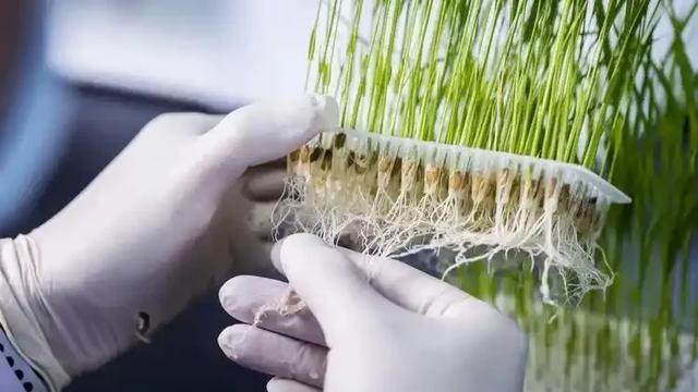 卖国贼？研究员偷携61份水稻种子给外国，导师怂恿，更多细节披露