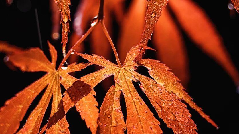 一文看懂，2026年放假日历来了