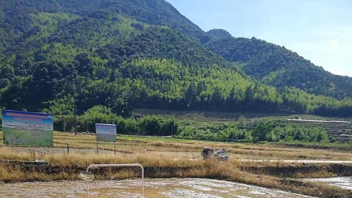 在水稻栽培中，农民们应该怎样才能提高水稻种植的效益？