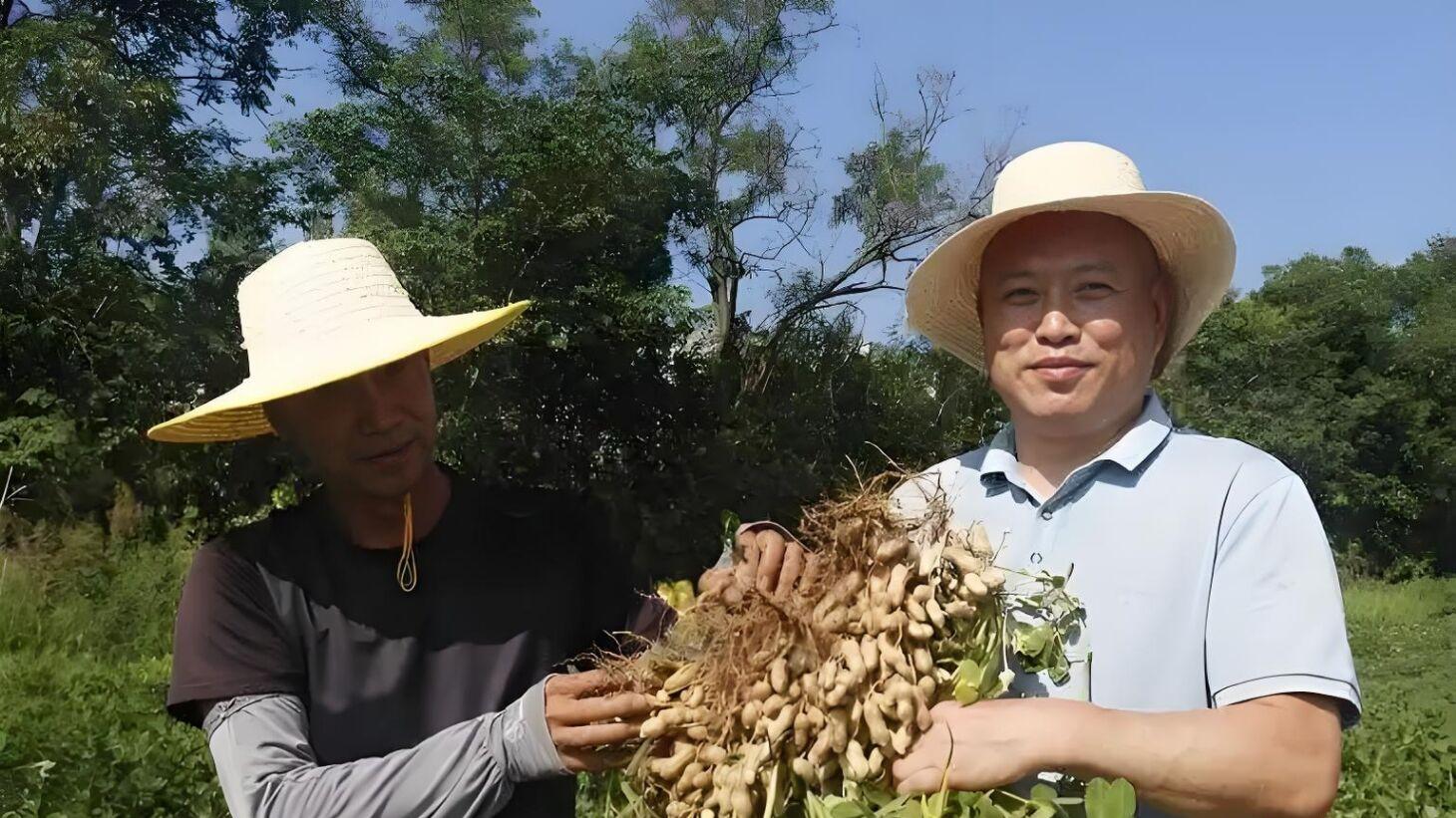 香飘四季：一粒花生里的红安史诗