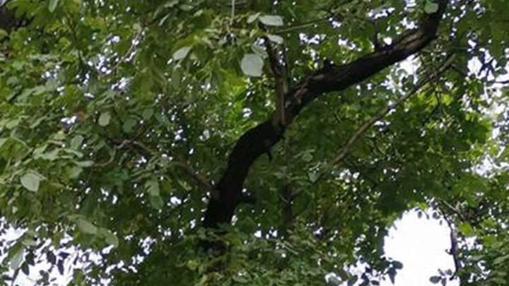 菌肥施用效果跟踪，果园生草覆盖模式研究，四川雅安核桃土壤有机质分析