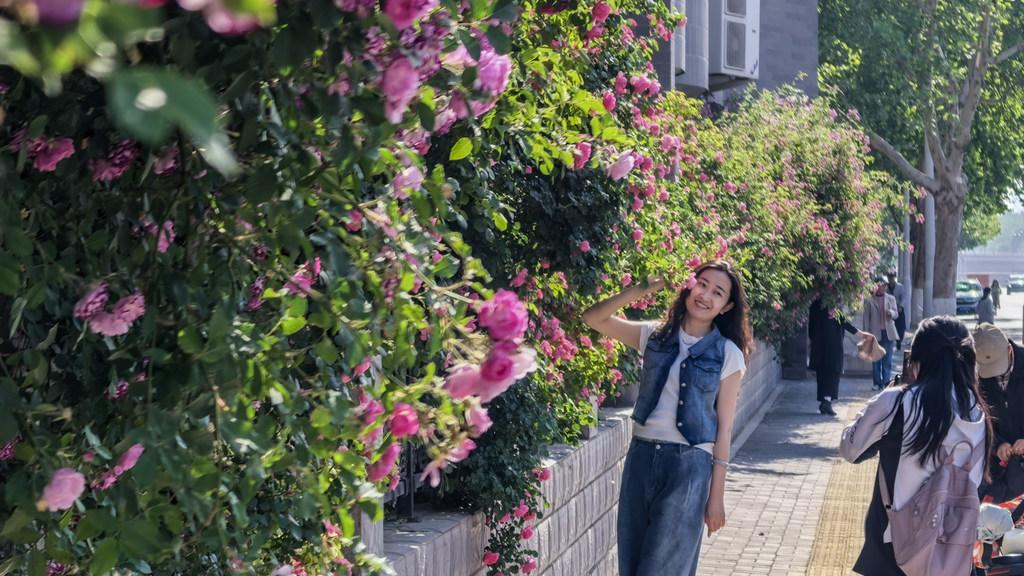 石家庄：花墙绘就风景线