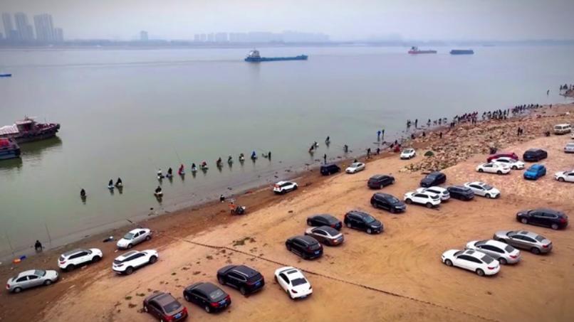 长江禁渔期中考：珍稀鱼种回归，鱤鱼一口吞掉5斤大鱼，旗舰物种仍告急