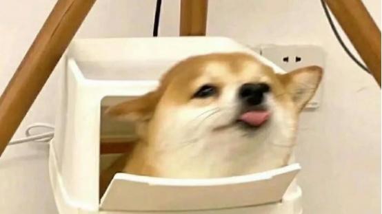 狗粮低价位哪个牌子好？狗粮品牌十大排行榜参考，高性价比推荐