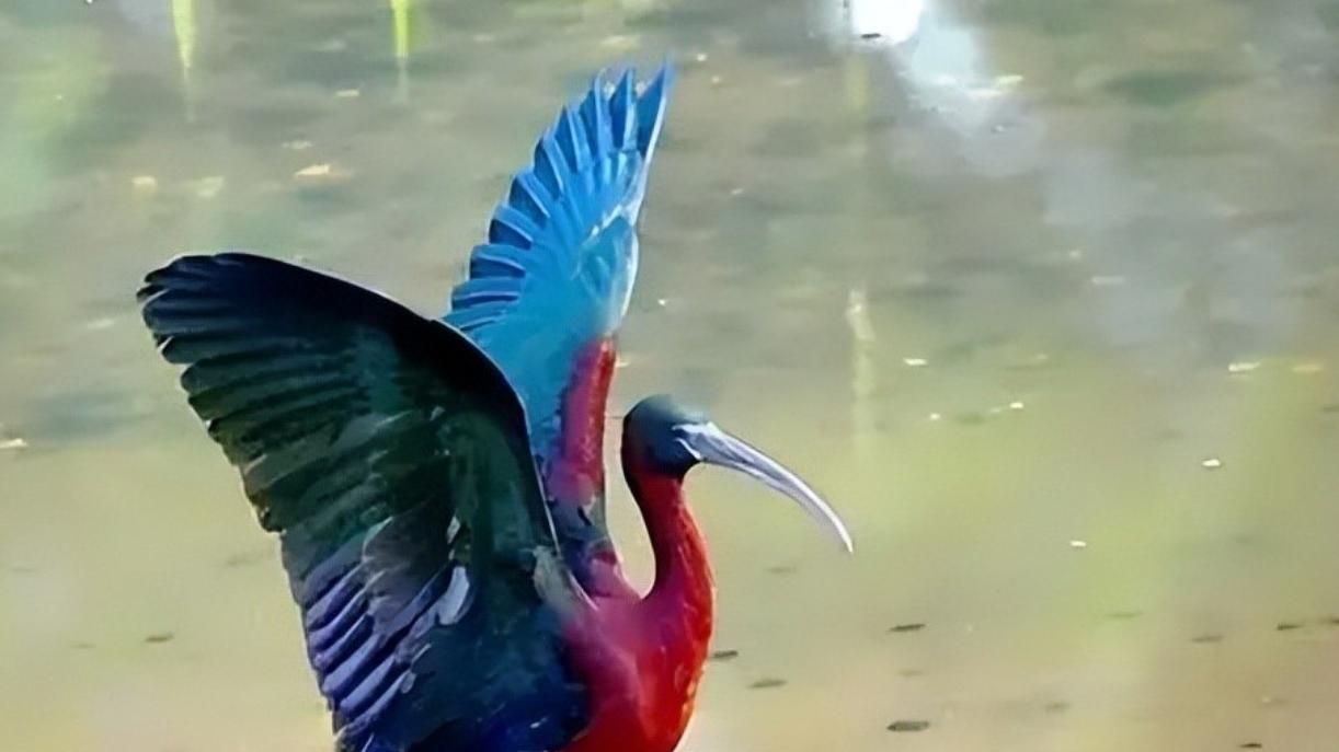 一只鸟死了，全网愤怒：一度被宣布绝迹，出现仅一天就被猎杀了！