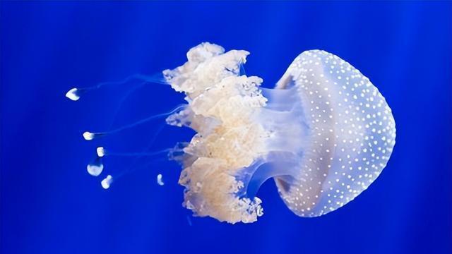 越前水母：海洋生态的 “麻烦制造者” 与 “生态哨兵”