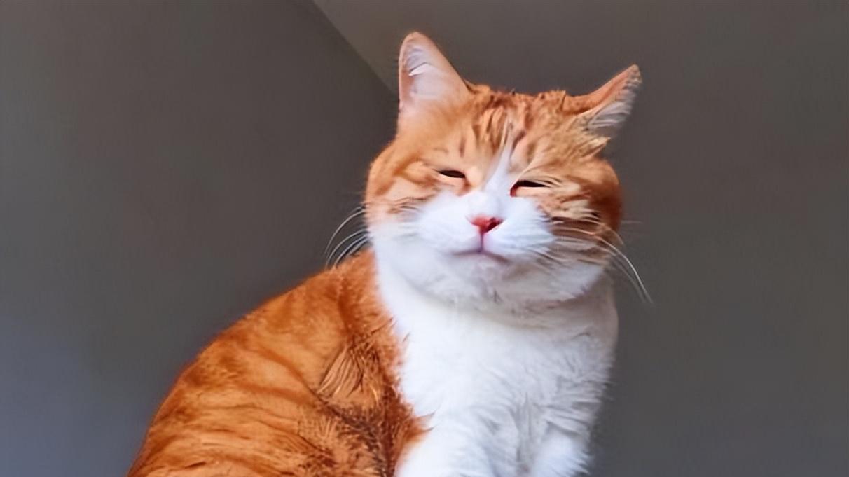 猫咪的七个小秘密，揭示它们惊人的智慧！