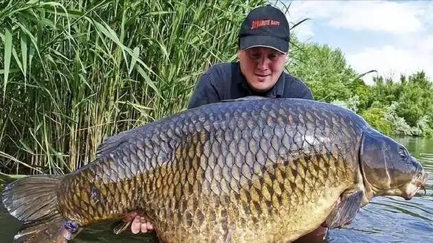 把一条青鱼当“猪”养，能否打破228斤的纪录，并领取30万奖励？