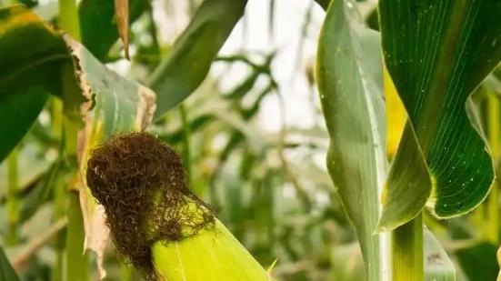 春耕时节来临，玉米种植高产技巧，实用方法值得收藏