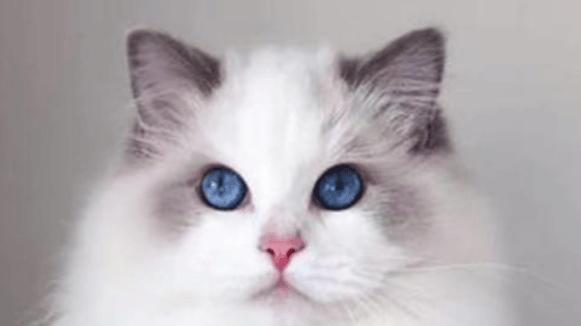 有哈VS霍尼韦尔宠物空气净化器深度横评，除毛除臭买哪个牌子好？