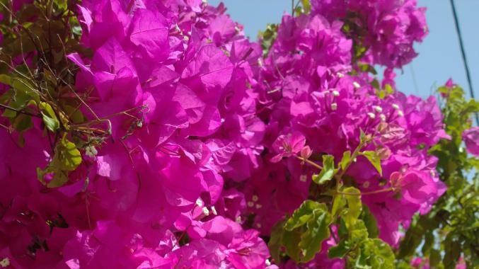 解锁三角梅开花4秘诀，爆花不断色彩更艳丽