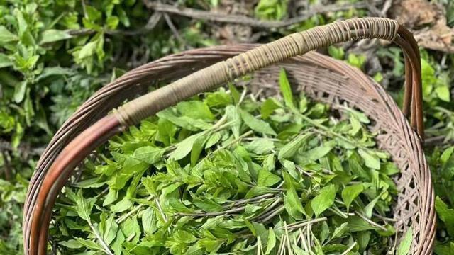 冬天吃这菜，农村到处是